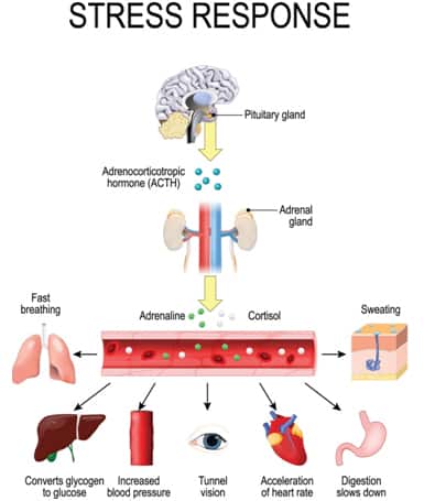 BCOH Blog; Sleep Apnea and Stress Response